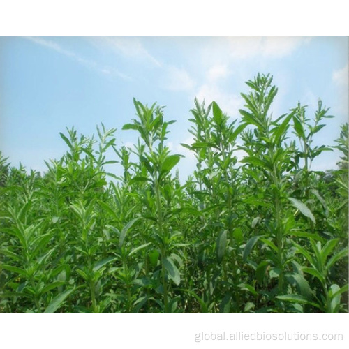 Natural Sweetener Natural Sweetner Stevia Extract Factory